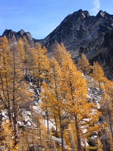 Here's a view looking back up at Cardinal through the sparsely-needled larches.
